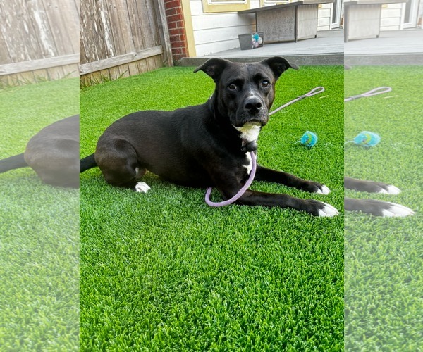 Medium Photo #10 American Staffordshire Terrier-Unknown Mix Puppy For Sale in Rosenberg, TX, USA