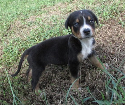 Medium Photo #4 Greater Swiss Mountain Dog Puppy For Sale in ALREAD, AR, USA