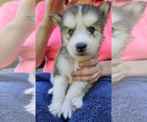 Siberian Husky Puppy for sale in LENOIR, NC, USA