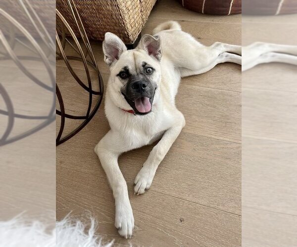 Medium Photo #4 Pug-Shiba Inu Mix Puppy For Sale in Dana Point, CA, USA