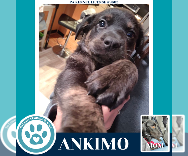 Medium Photo #3 Labrador Retriever Puppy For Sale in Kimberton, PA, USA