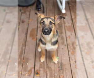 German Shepherd Dog-Unknown Mix Dogs for adoption in Holly Springs, NC, USA