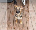 Elsie - Female German Shepherd Dog-Unknown Mix Dog for Adoption - Small photo