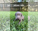 Small Photo #10 Labrador Retriever Puppy For Sale in WARNER ROBINS, GA, USA