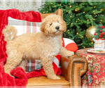 Small Photo #1 Goldendoodle (Miniature) Puppy For Sale in LITTLE ROCK, AR, USA
