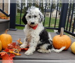 Small #1 Sheepadoodle