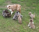 Small Miniature Australian Shepherd