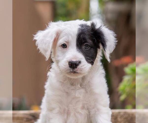 Medium Photo #7 Labrador Retriever-Unknown Mix Puppy For Sale in San Diego, CA, USA