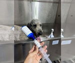 Small #3 Poodle (Miniature)