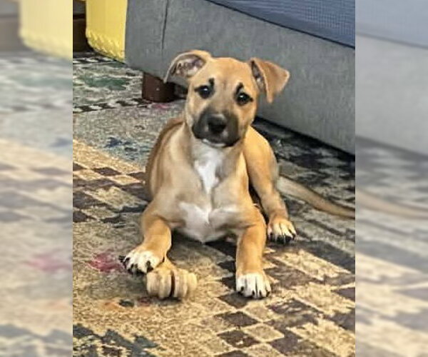 Medium Photo #9 Boxer-Unknown Mix Puppy For Sale in Burnsville, MN, USA