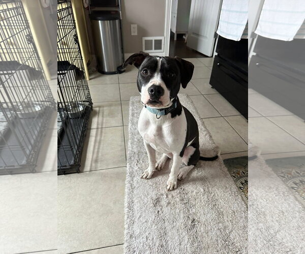Medium Photo #1 Mutt Puppy For Sale in Germantown, OH, USA