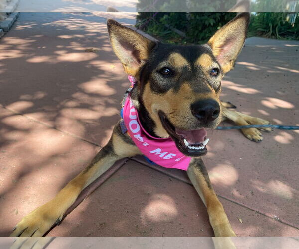 Medium Photo #1 Mutt Puppy For Sale in La Verne, CA, USA