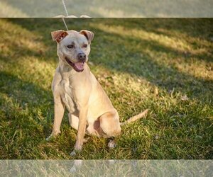 Great Dane-Labrador Retriever Mix Dogs for adoption in Mt. Laurel, NJ, USA