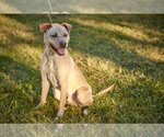 Small Photo #1 Great Dane-Labrador Retriever Mix Puppy For Sale in Mt. Laurel, NJ, USA