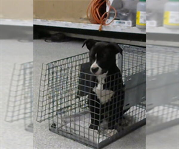 Medium Photo #1 American Pit Bull Terrier-Unknown Mix Puppy For Sale in Pasadena, TX, USA