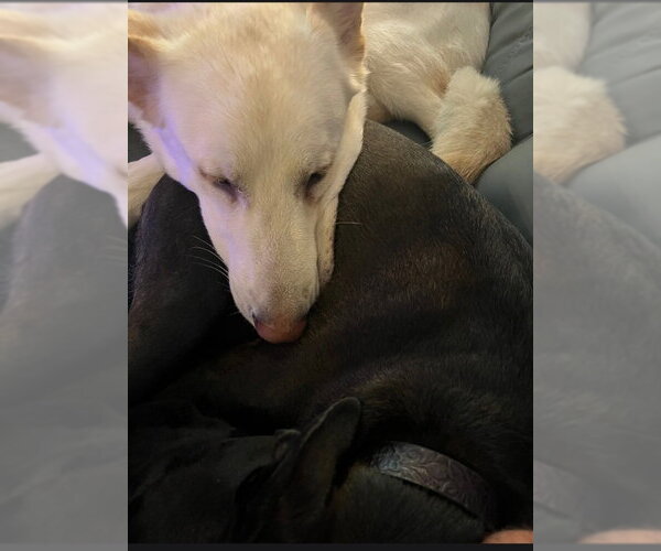 Medium Photo #31 Gerberian Shepsky Puppy For Sale in Winston Salem, NC, USA