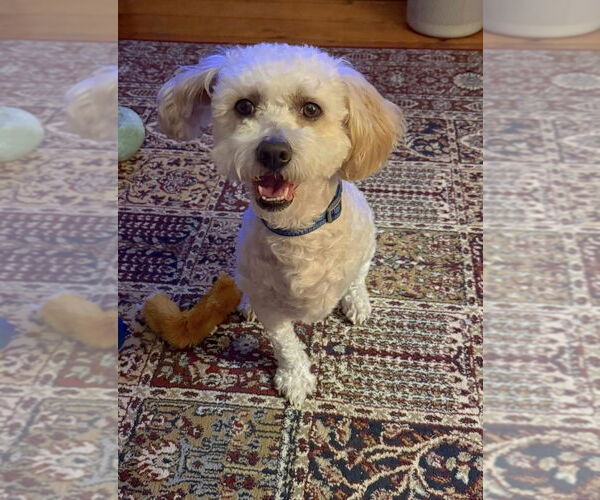 Medium Photo #3 Mutt Puppy For Sale in New York, NY, USA