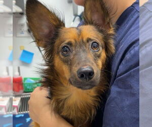 Dachshund-Unknown Mix Dogs for adoption in Chico, CA, USA