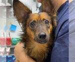 Small Dachshund Mix