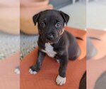 Small Photo #1 Staffordshire Bull Terrier-Unknown Mix Puppy For Sale in Raleigh, NC, USA