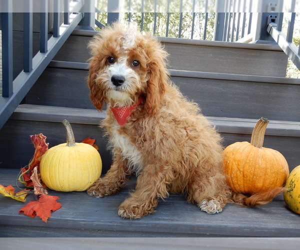 Medium Photo #3 Cavapoo Puppy For Sale in MILLERSBURG, OH, USA