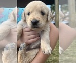 Small #5 Golden Retriever
