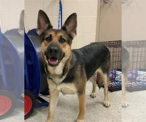 German Shepherd Dog-Unknown Mix Dogs for adoption in Conroe, TX, USA