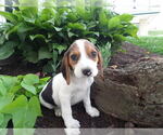 Puppy Addie Beagle
