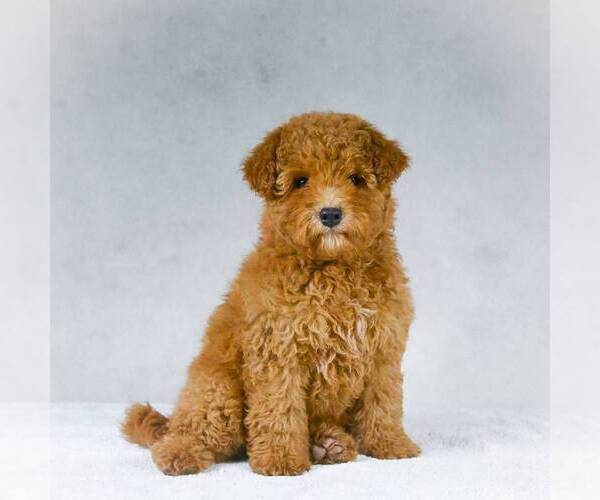 Medium Photo #2 Goldendoodle-Poodle (Miniature) Mix Puppy For Sale in DALTON, OH, USA