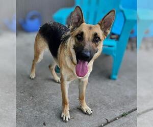 German Shepherd Dog-Unknown Mix Dogs for adoption in Sacramento, CA, USA