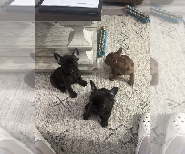 Medium Photo #1 French Bulldog Puppy For Sale in LITCHFIELD, OH, USA