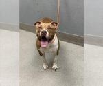 Small American Pit Bull Terrier Mix
