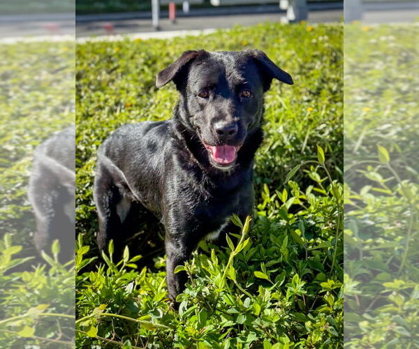 Medium Photo #9 Labrador Retriever Puppy For Sale in San Diego, CA, USA