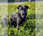 Small #8 Labrador Retriever
