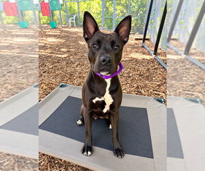 American Staffordshire Terrier Dogs for adoption in Lawrenceville, NJ, USA