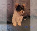 Small Photo #7 Biewer Terrier Puppy For Sale in CONKLIN, NY, USA