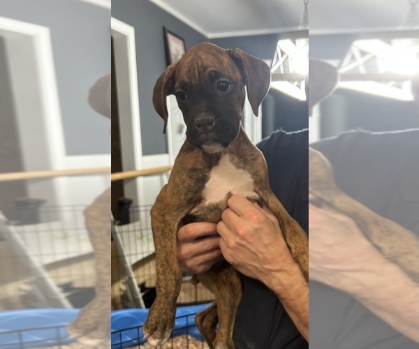 Medium Photo #1 Boxer Puppy For Sale in SCOBEY, MS, USA