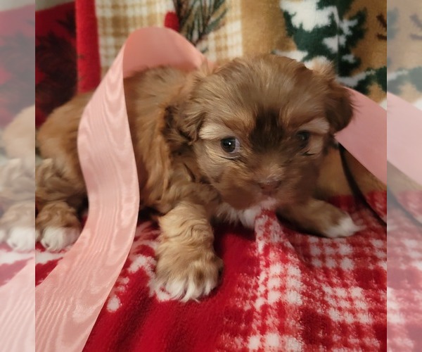 Medium Photo #1 Shih Tzu Puppy For Sale in STAR, NC, USA