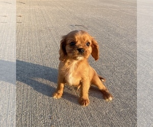 Cavalier King Charles Spaniel Puppy for Sale in WELLSVILLE, Ohio USA