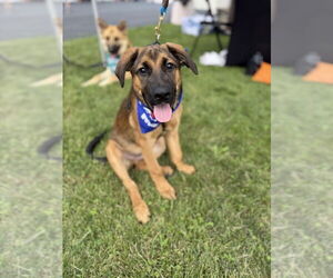 Black Mouth Cur-Unknown Mix Dogs for adoption in Shermans Dale, PA, USA