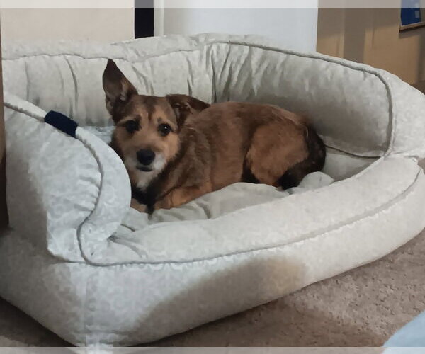 Medium Photo #7 Cairn Terrier-Unknown Mix Puppy For Sale in Lakewood, CO, USA