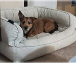 Small #6 Cairn Terrier Mix