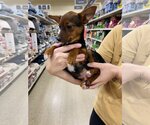 Small Photo #2 Miniature Pinscher Puppy For Sale in Winter, WI, USA