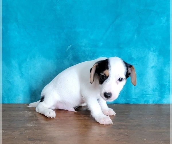 Medium Photo #2 Jack Russell Terrier Puppy For Sale in SHAWNEE, OK, USA
