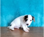 Small Photo #2 Jack Russell Terrier Puppy For Sale in SHAWNEE, OK, USA