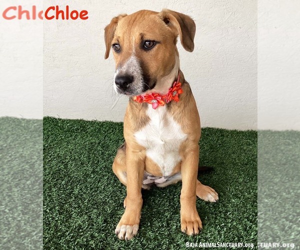 Medium Photo #1 Mutt Puppy For Sale in San Diego, CA, USA