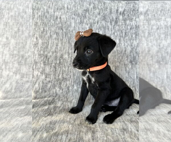Medium Photo #3 Labrador Retriever-Unknown Mix Puppy For Sale in MIDWAY, UT, USA