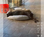 Small #8 Mastiff