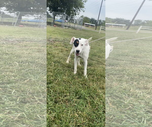 Medium Photo #1 Mutt Puppy For Sale in Pryor, OK, USA