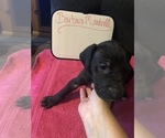 Small Photo #45 Great Dane Puppy For Sale in MINERAL WELLS, TX, USA